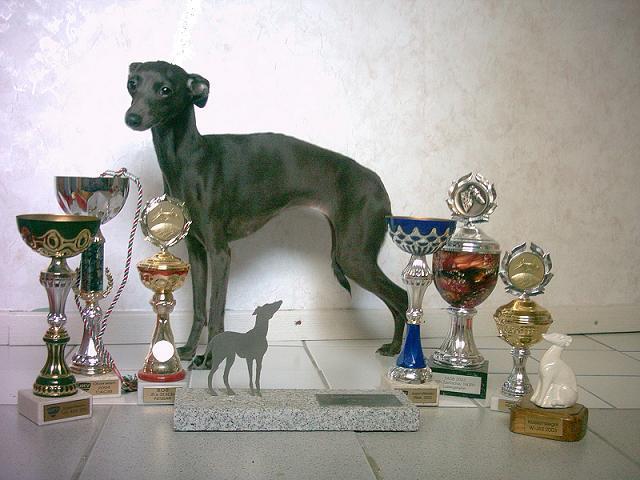 CH. Arleta moravia krystal