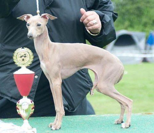 CH. Little Dragons Klara la belle