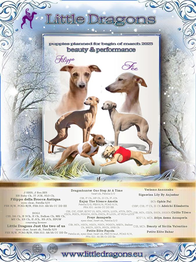 Little Dragons - ? Chiots disponibles ?