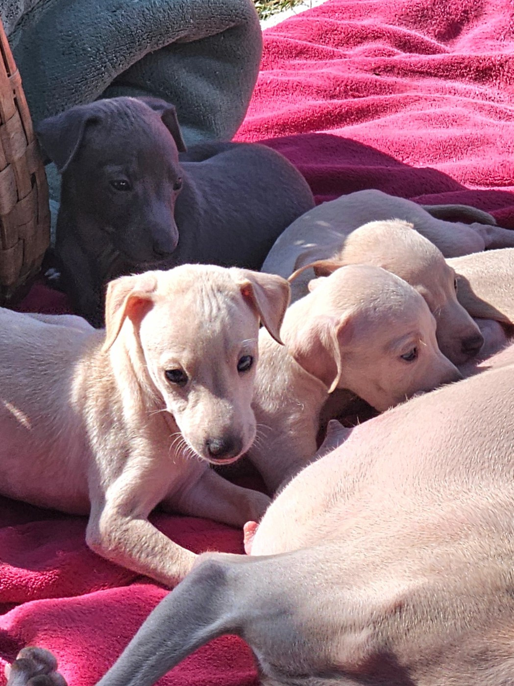 Chiot Petit Levrier Italien Little Dragons